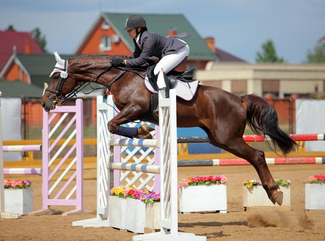 阿联酋队在马术比赛中取得好成绩 阿联酋队在马术比赛中取得好成绩