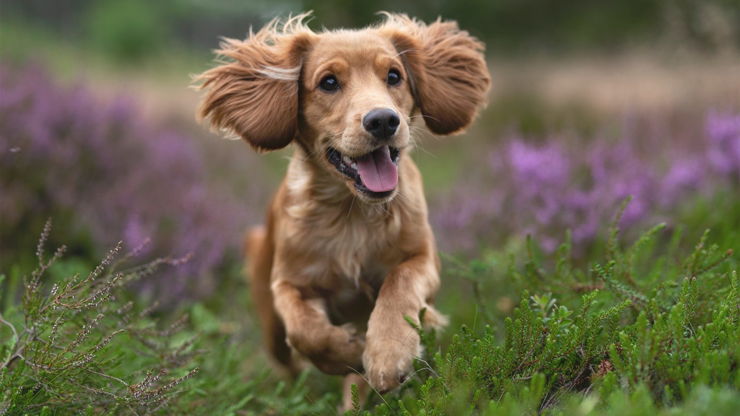 硬仗之巅与冠军之心，阿森纳力克哥斯达黎加的启示与C罗的王者演绎