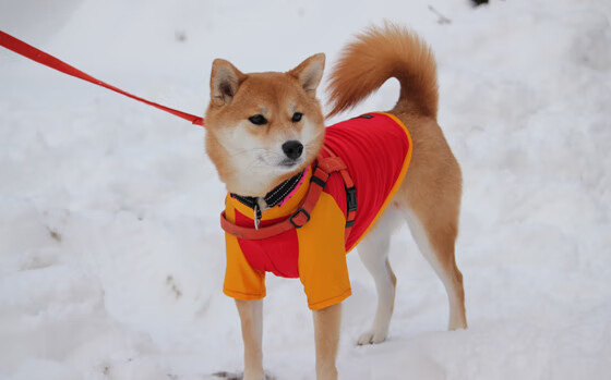 一剑封喉！奥亚尔萨瓦尔划破夜空，将年度焦点之战点燃