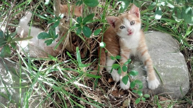 跨界的光芒,非常规路径下的唯一胜利