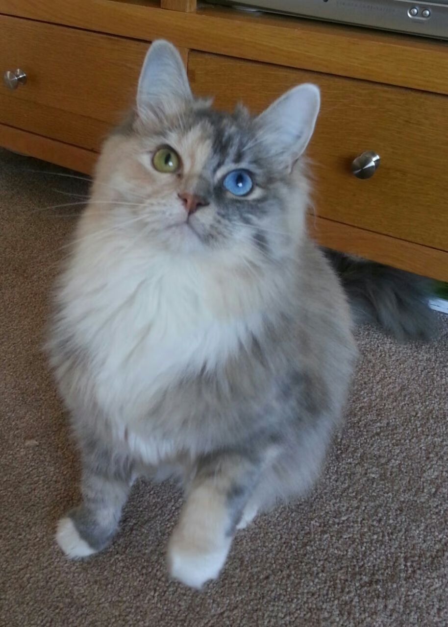 亚洲铁闸，擎起欧洲之巅，富安健洋改写百余年欧冠决赛历史