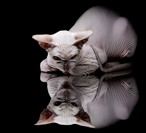 文班亚马化身关键先生，压哨绝杀助北京队险胜广厦队