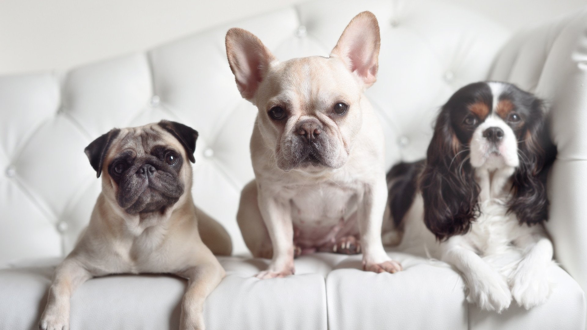 萨卡之光映照加泰罗尼亚,一场穿越疆界的足球共鸣