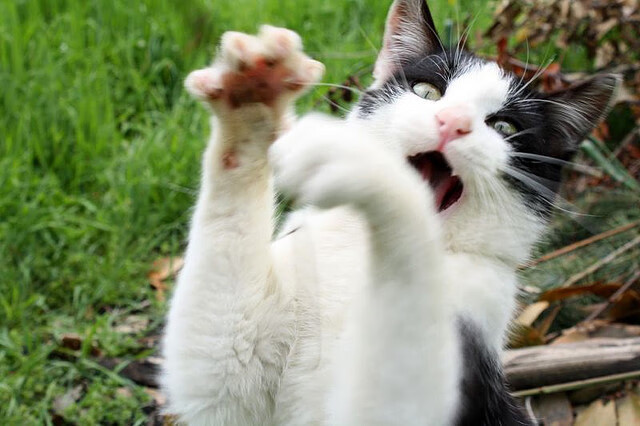 费城军团踏平洛杉矶巨轮!小人物杰伦·格林在西决生死夜化身孤胆之神